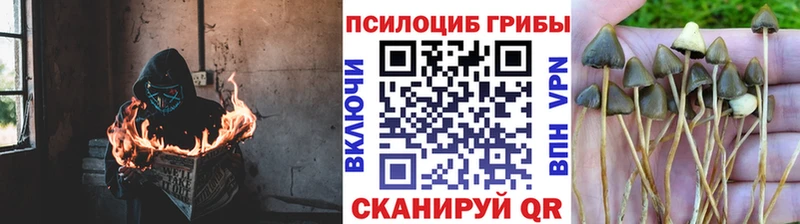 Галлюциногенные грибы Psilocybe Зверево